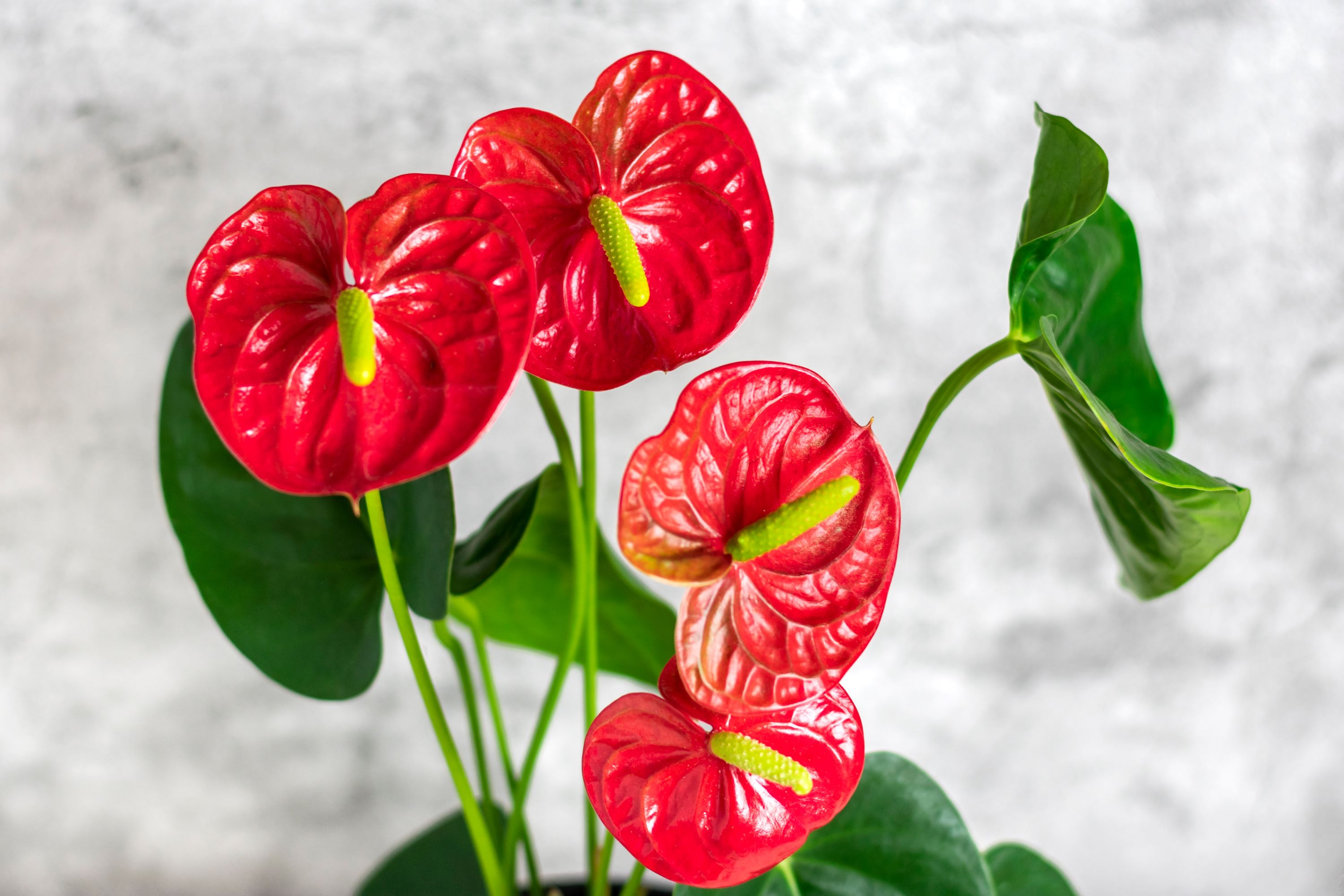 Red anthurium